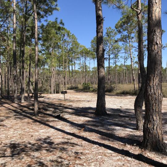 Campground Details Tate's Hell State Forest High Bluff Primitive