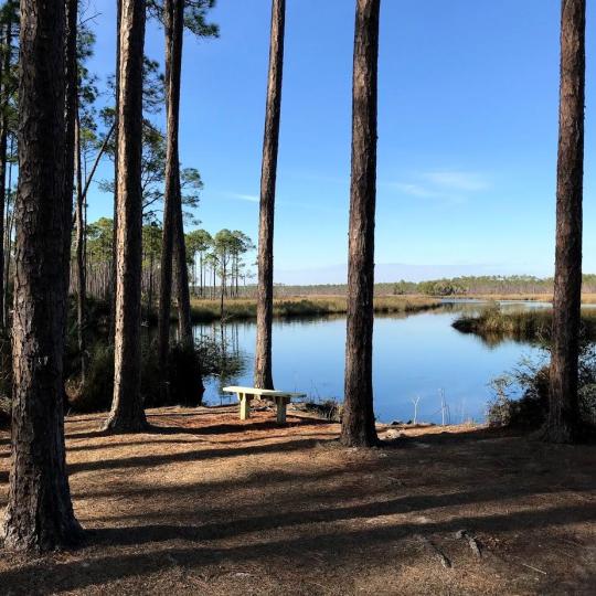 Campground Details - Tate's Hell State Forest Cash Creek Campground, FL ...